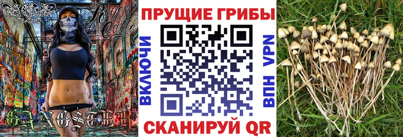 Купить где  Солигалич  Галлюциногенные грибы Psilocybine cubensis 